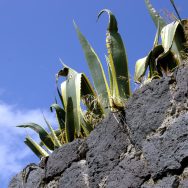 Agave e pietra lavica