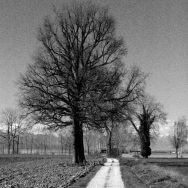 Albero spoglio