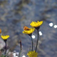 Fiore + Farfalla