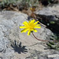 Fiore giallo