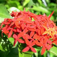 Fiore rosso