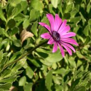 Fiore
