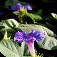 Campanula forse?