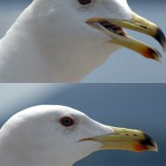 Gabbiano