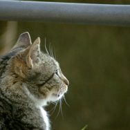 Gatto