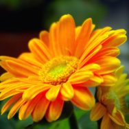 Gerbera