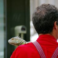 Iguana