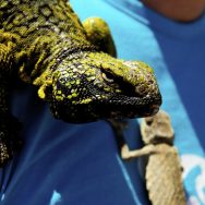 Animali da compagnia