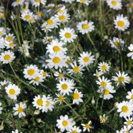Margheritine