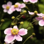 Piccoli fiori