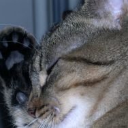 Tigre