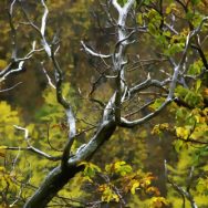 Autunno ancora